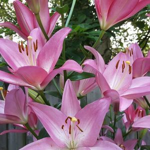 Meet your Posher, Holly